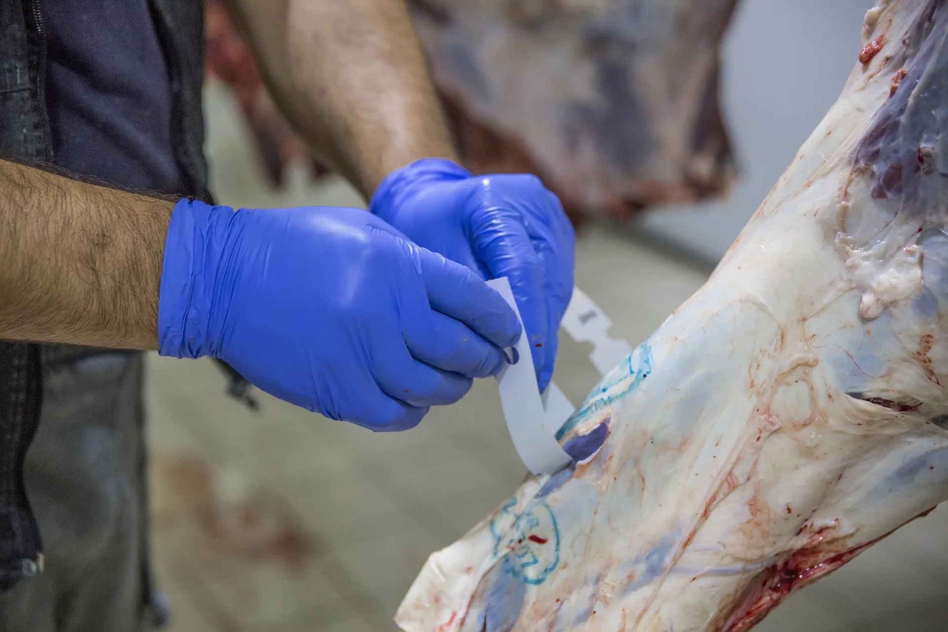 Étiquetage et traçabilité d'une carcasse halal, Les Comptoirs Halal