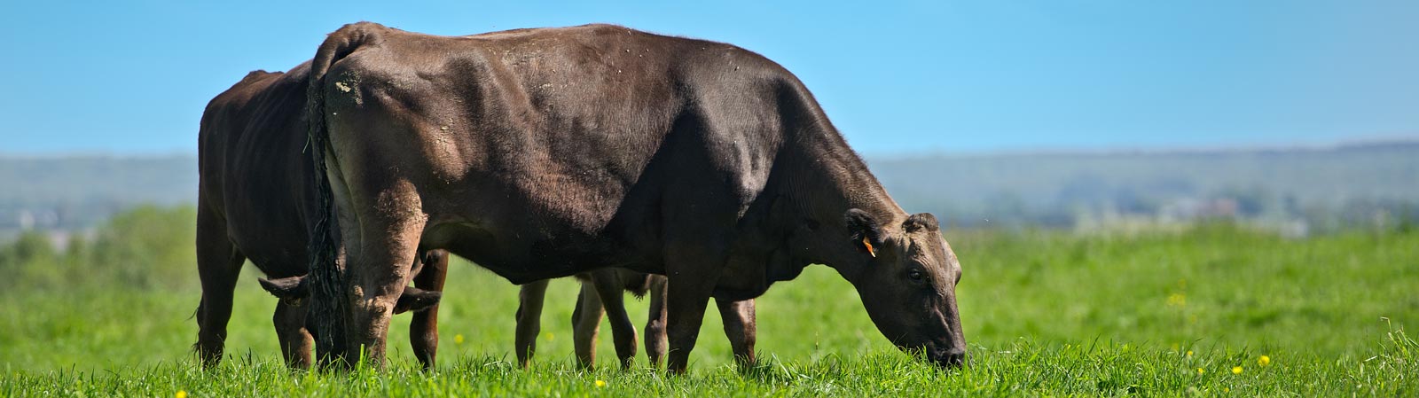 Race black angus halal